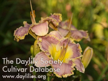 Daylily Trenton Mother of Pearl